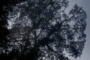 tree in Nicaragua. Guacimo Ecolodge