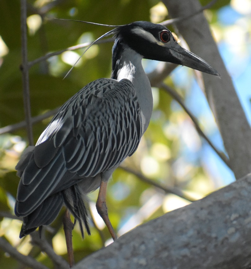 On Global Big Day you could spot a yellow-crowned night heron like this one seen near Guacimo Lodge.