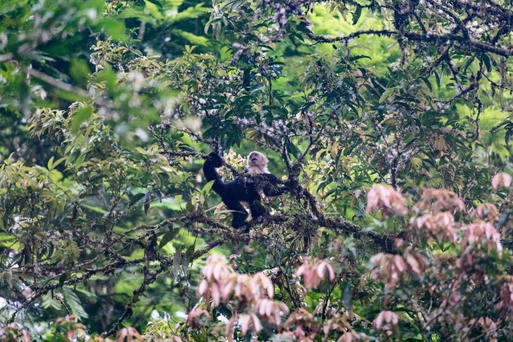 A white faced monkey in the Indio Maíz Biological Reserve.
